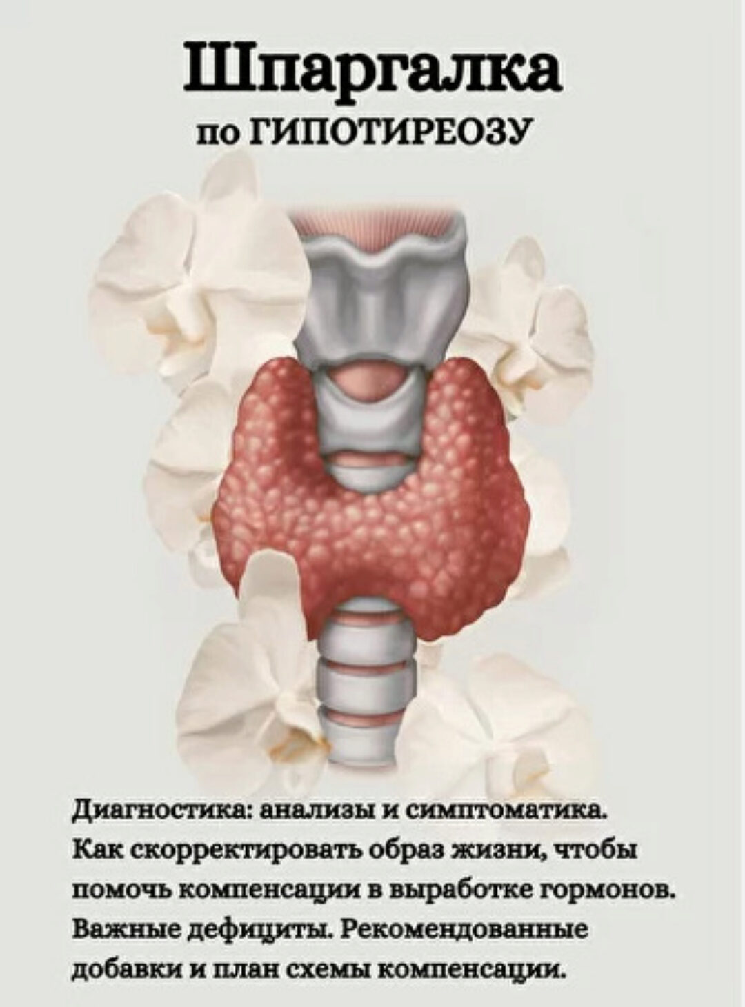 [kpuctakl] Шпаргалка по гипотиреозу (Кристина Трофимова)