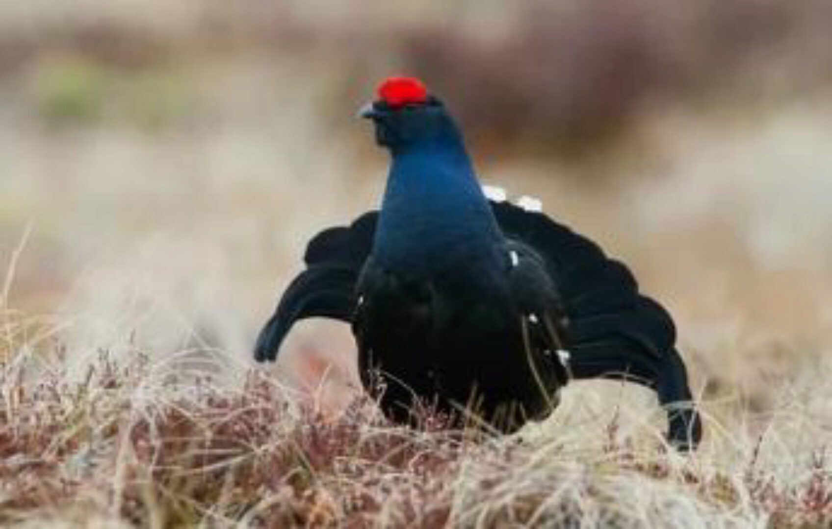 Видеоурок по кривым (Татьяна Тетерева)