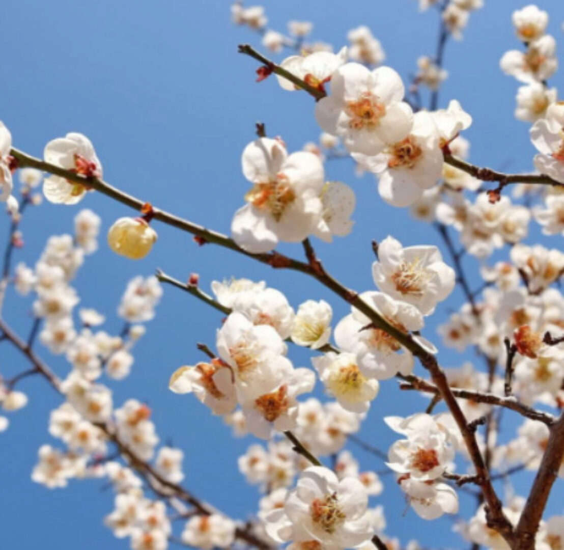 Прорицание «Цветение сливы» (Эдуардо Хесс)