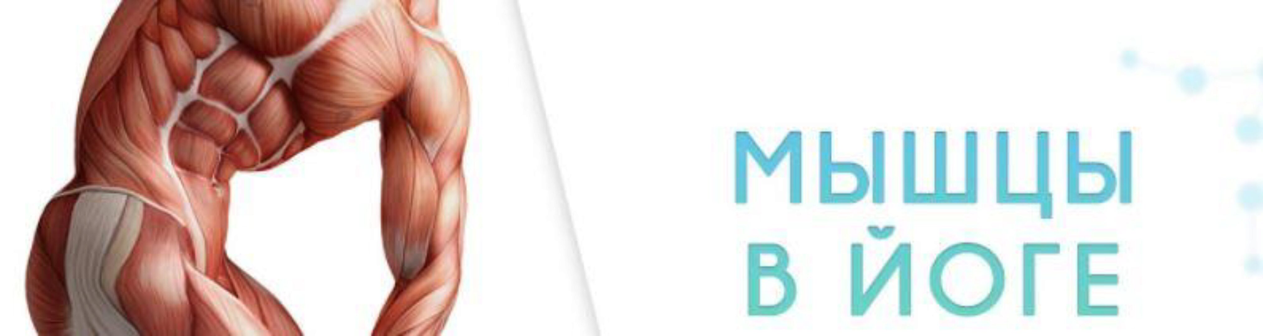 [Basebody] Методичка курса «Мышцы в йоге» (Ксения Шатская, Павел Радионов)