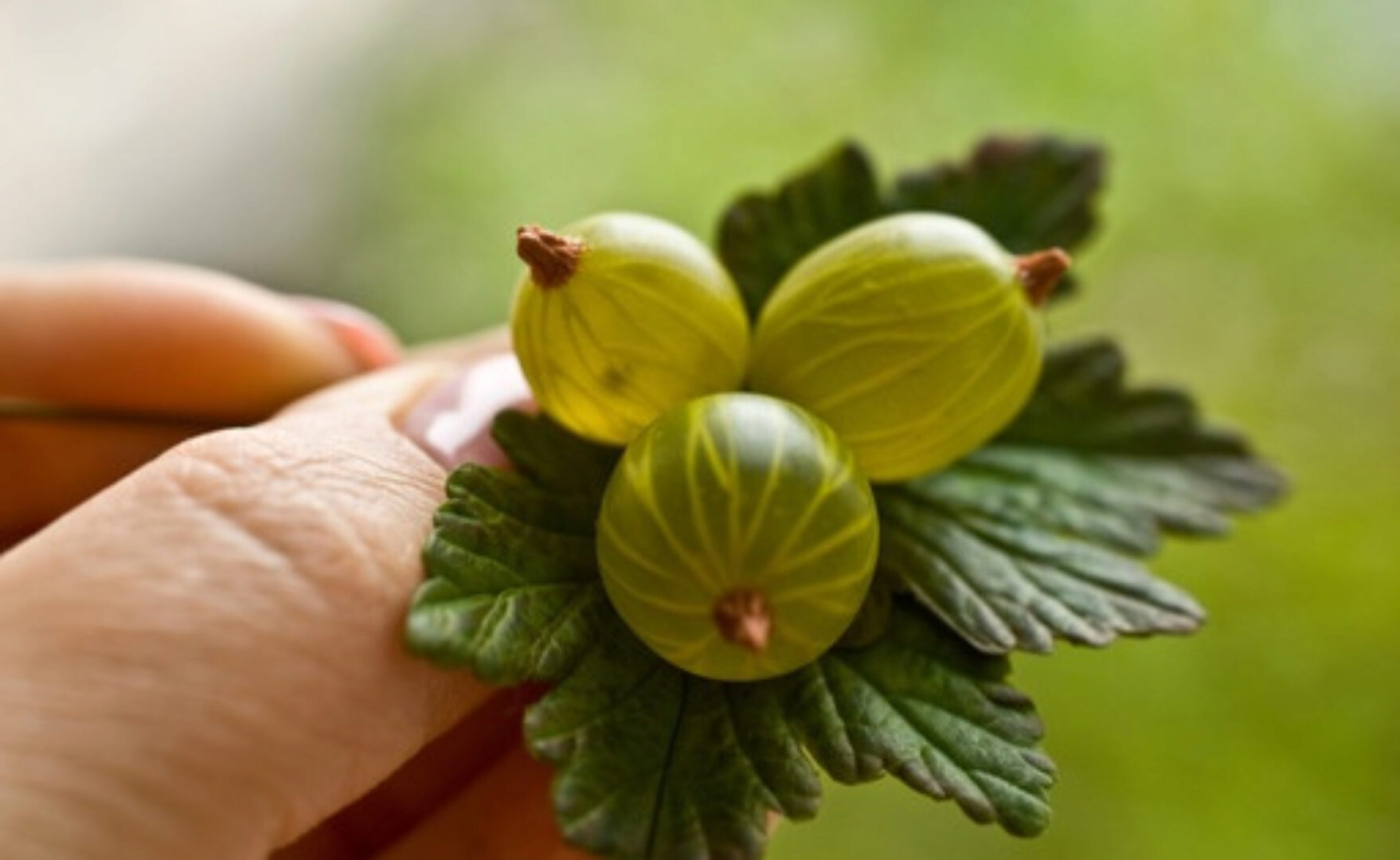 МК «Крыжовник» и сборка брошки и сережек (Катя Килязова)