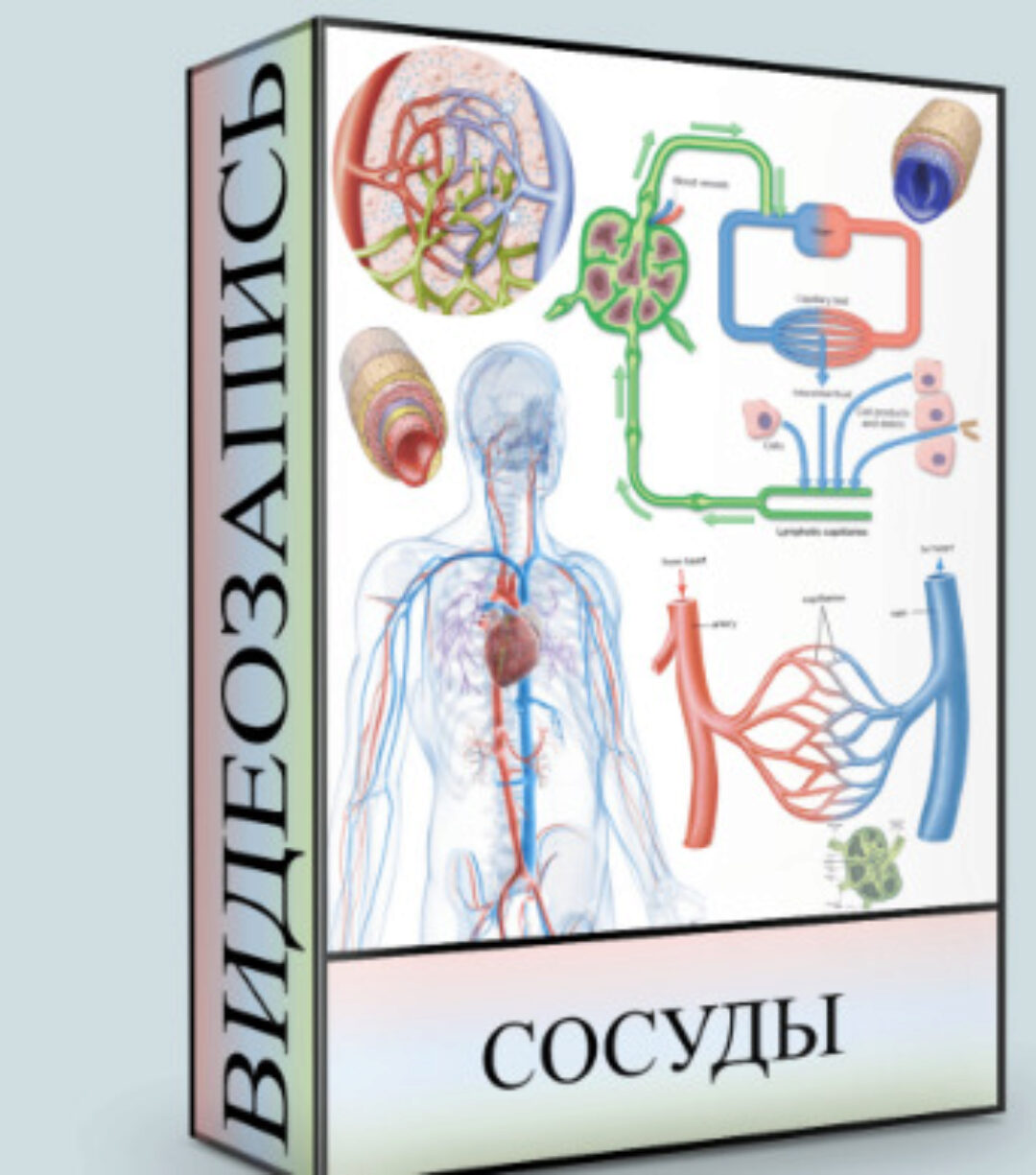 Сосуды (Людмила Малышева)