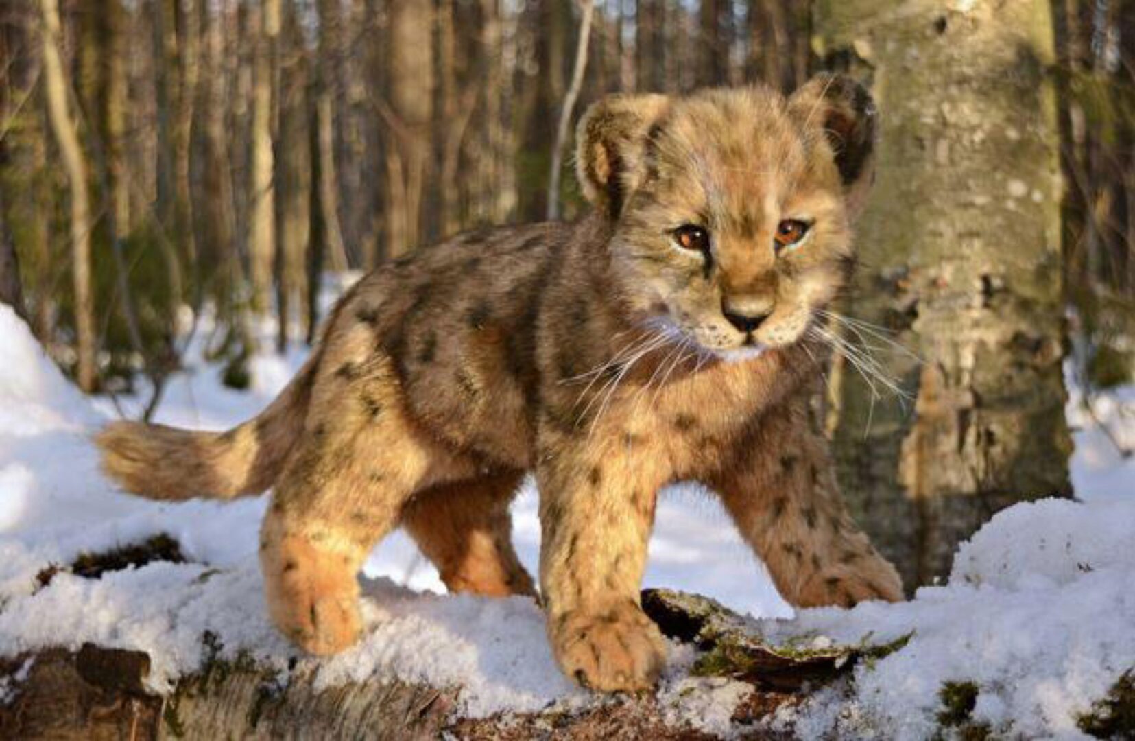 Игрушка Львенок (Катя Лейт)