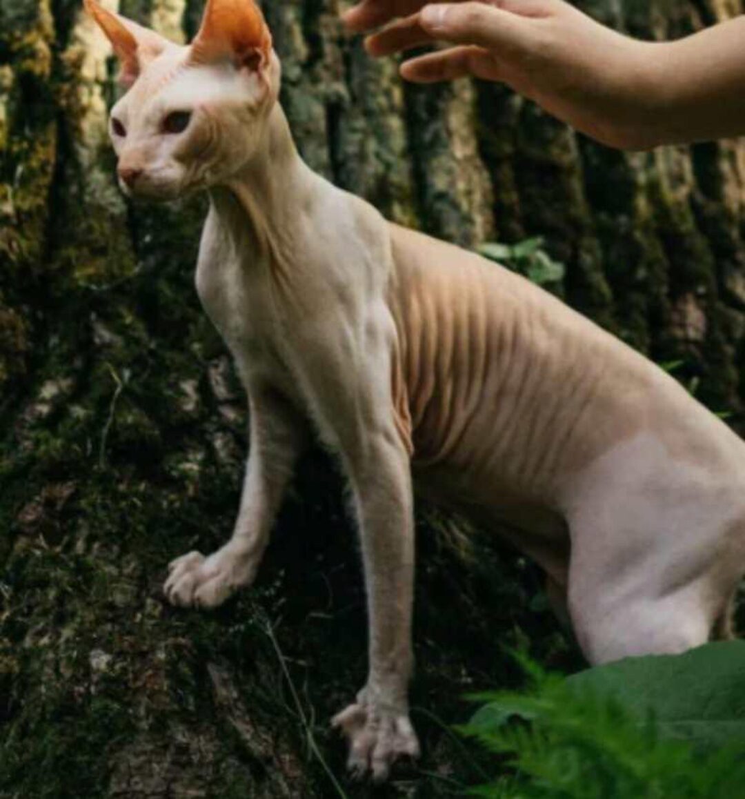 Про взрослость Щелезрелость (Екатерина Сырых)