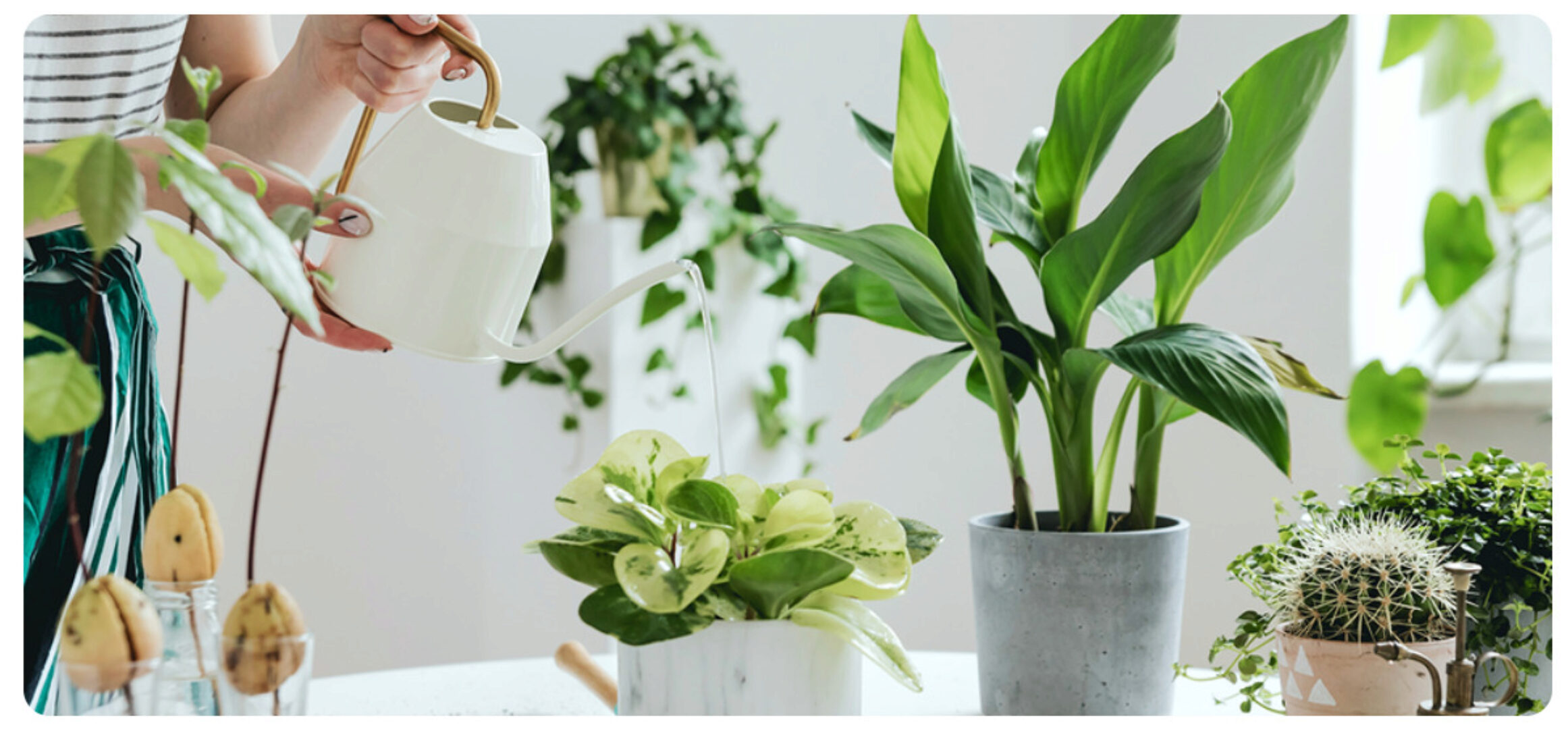 [Skillbox] Горшечные растения (Андрей Щедрин)