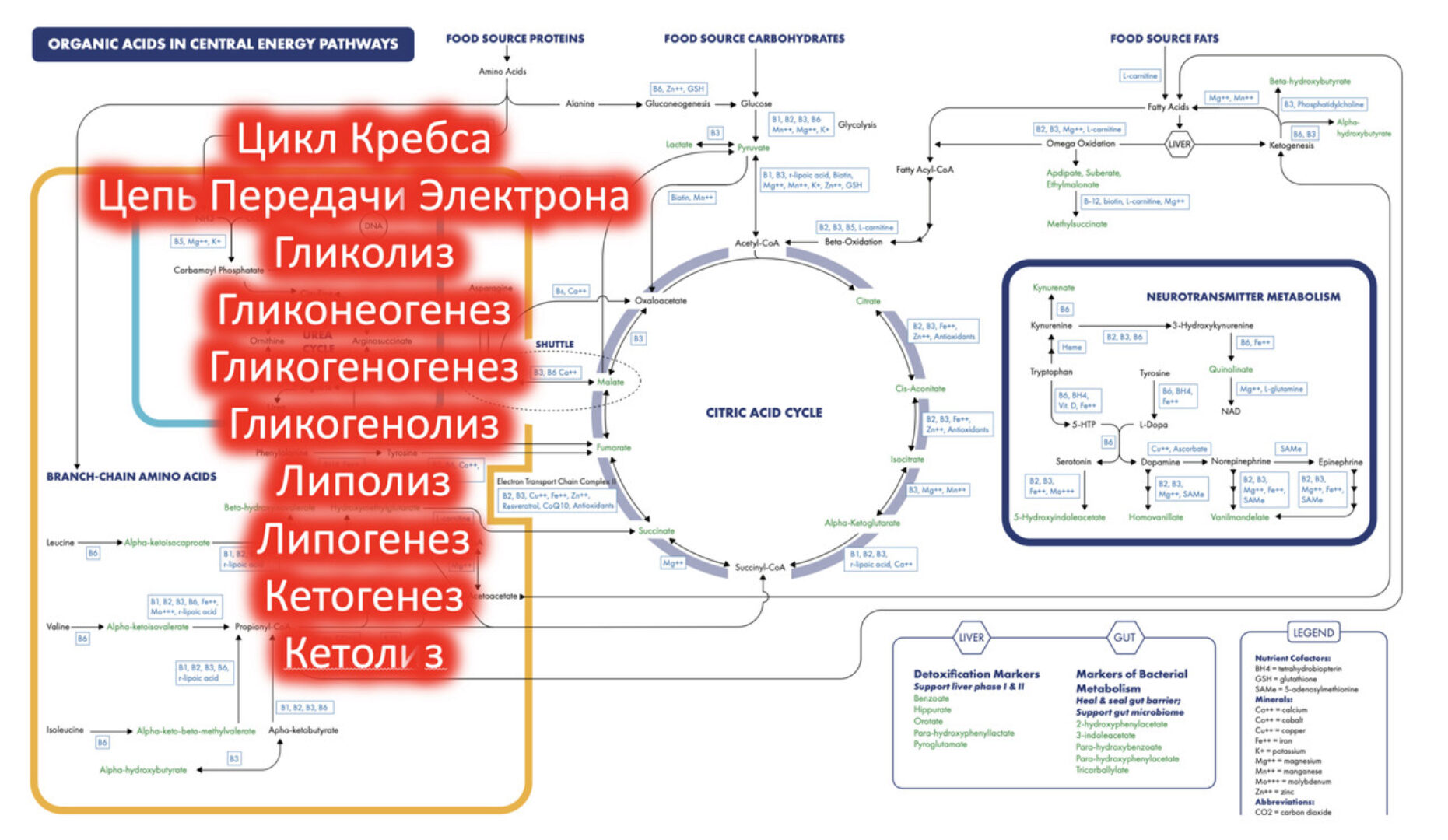 Базисные Процессы получения Энергии (АТФ) (Андрей Лобузнов)