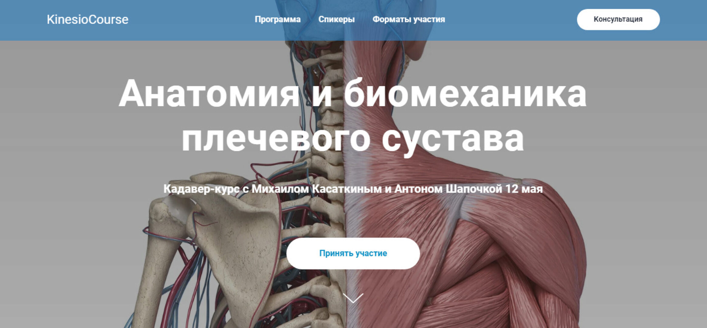 [kineziocourse] Анатомия и биомеханика плечевого сустава (Михаил Касаткин, Антон Шапочка)