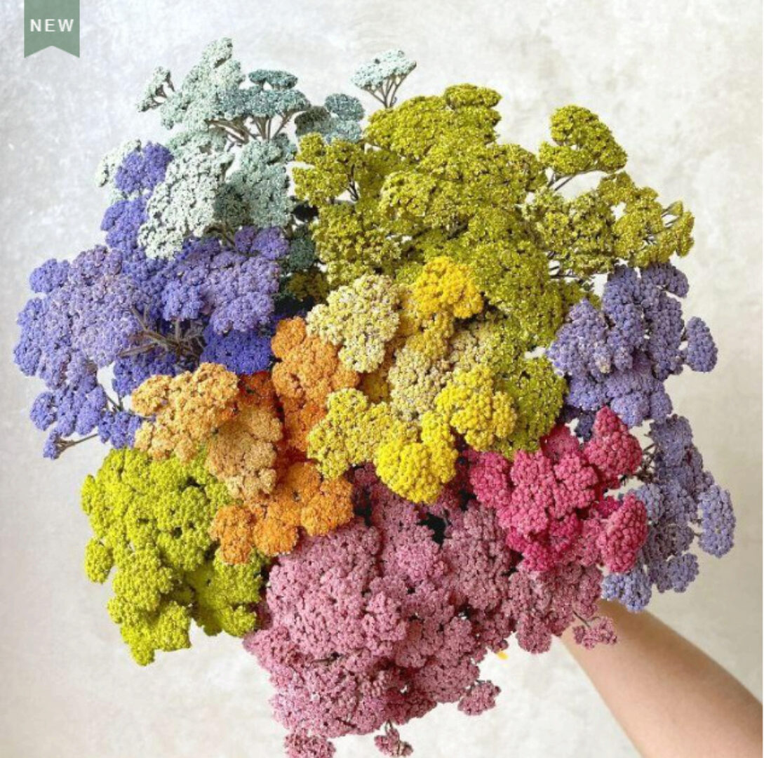 [snegovaschool] Окрашивание и стабилизация тысячелистника (Ольга Снегова)