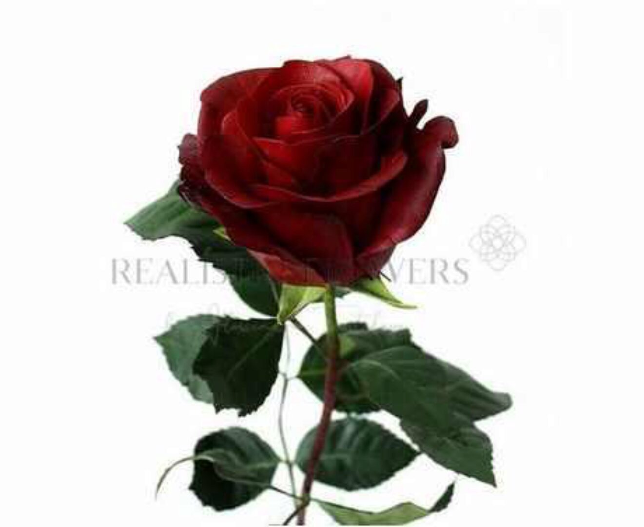 [Realistic flowers] Роза «Explorer» из зефирного фоамирана (Александра Троицкая)