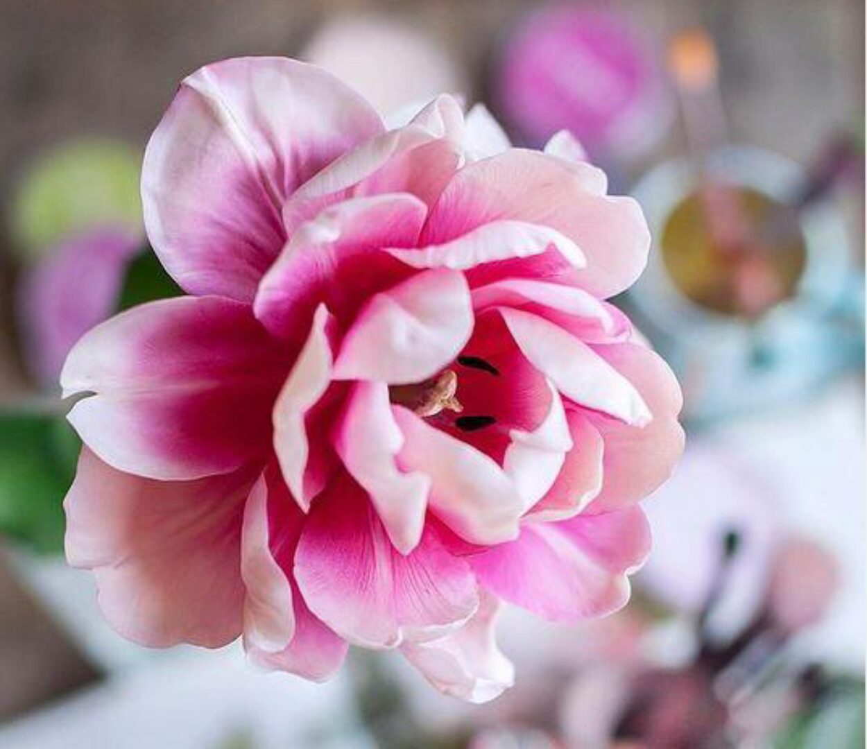 Пионовидный тюльпан из холодного фарфора (Дина Косточка)