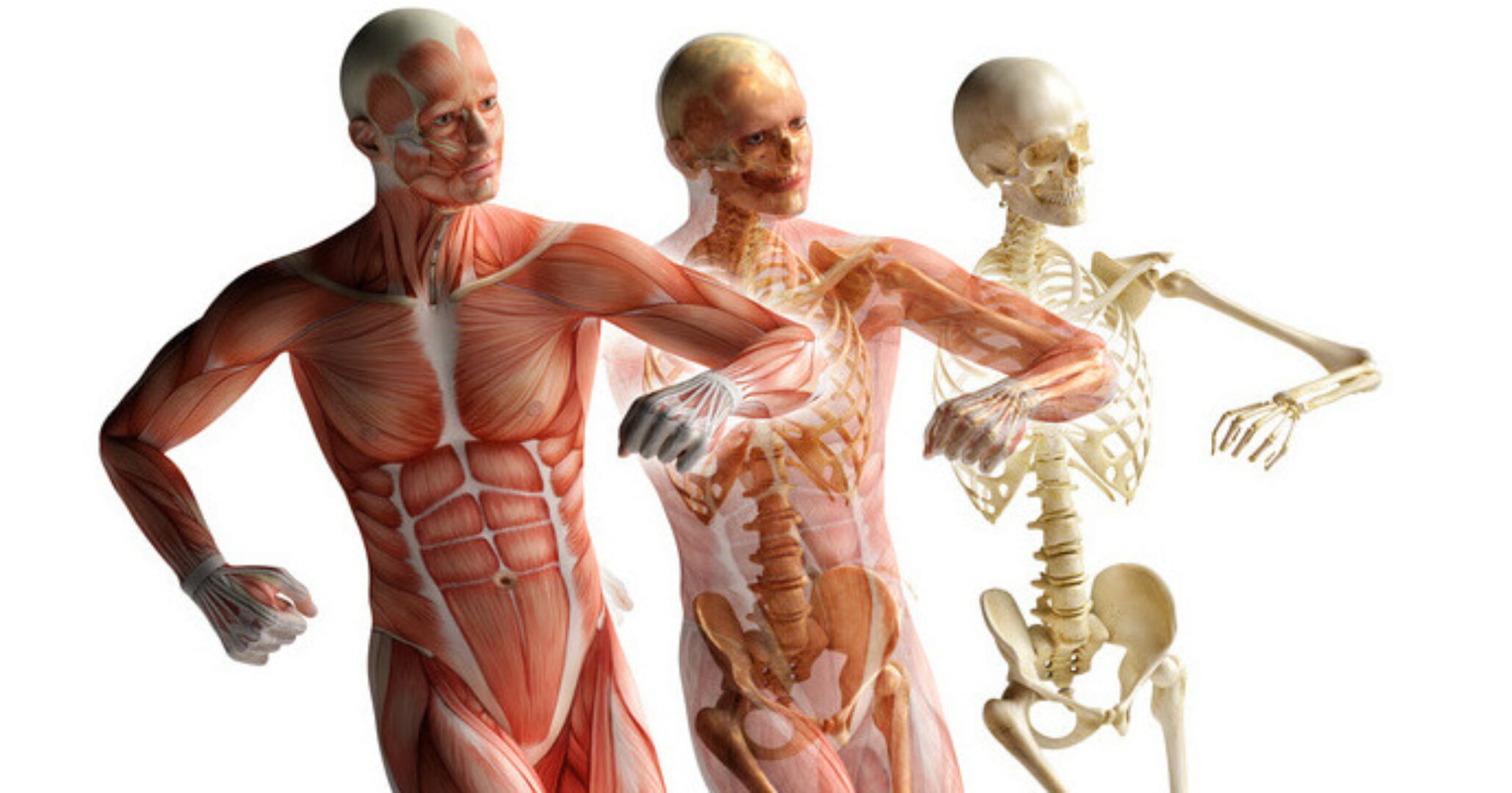 Фасции. Остеопатия (Ольга Стеггерда)