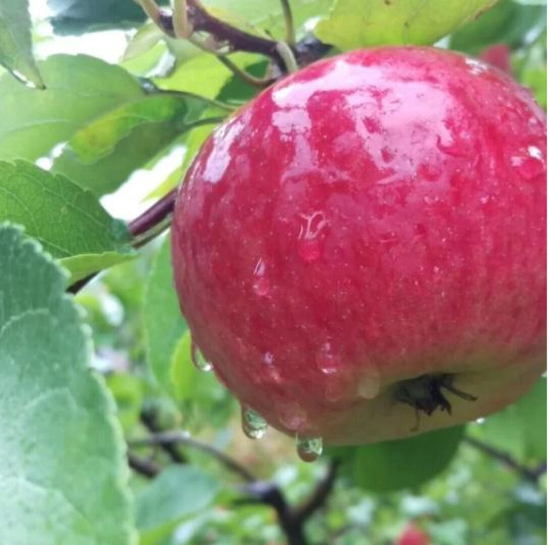 [Школа Ландшафтного Дизайна] Плодовый сад (Елена Савич)