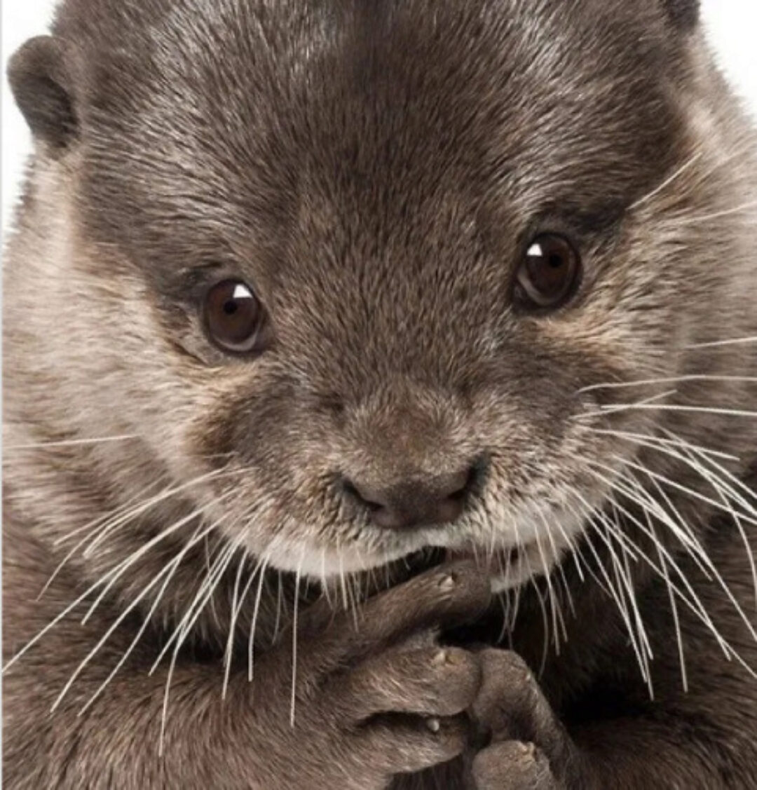 Клуб Лаборатория миниатюры. Апрель-июль 2022 (Наташа Косова)