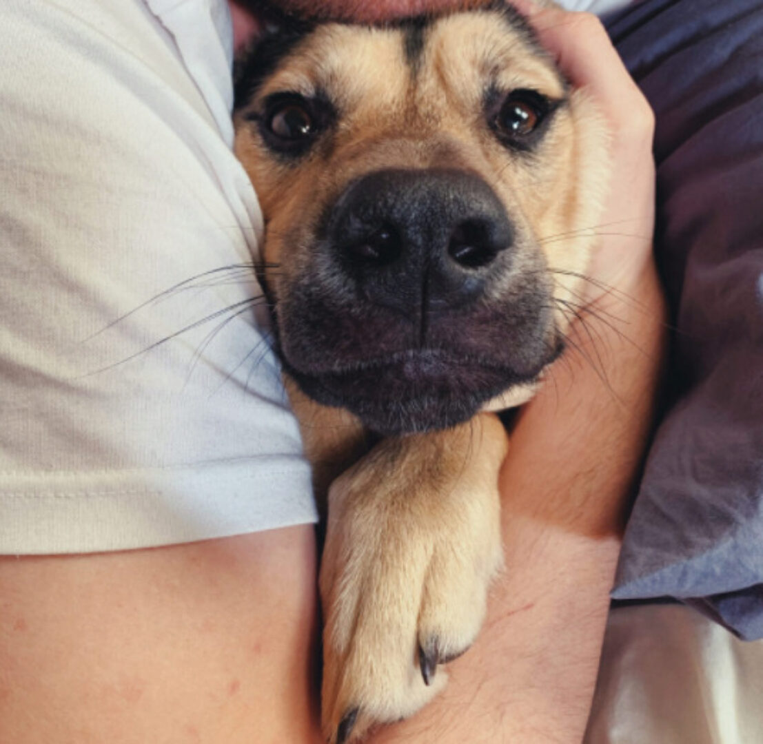 [Pi-Bo] Как научить собаку оставаться одной дома (Надя Пигарева, Оксана Тюльпинова)