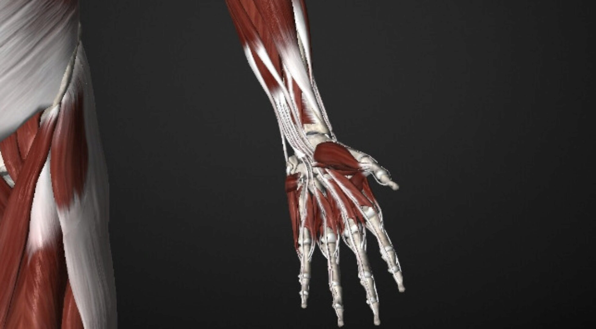 Массаж триггерных точек в руке (Артем Пак)