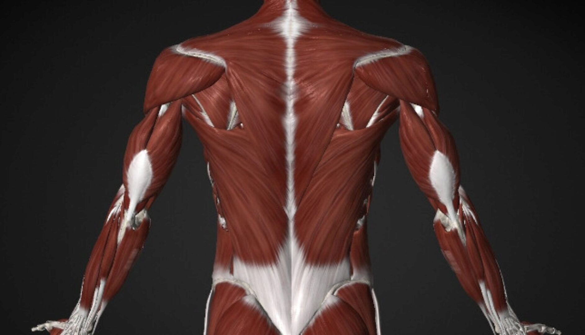 Массаж триггерных точек в спине (Артем Пак)