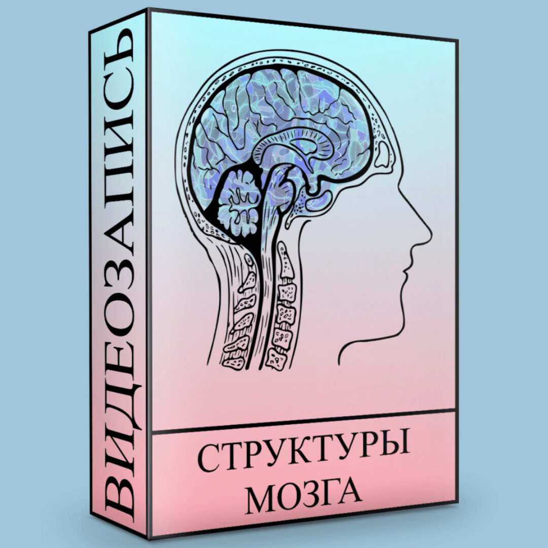 Структуры головного мозга (Людмила Малышева)