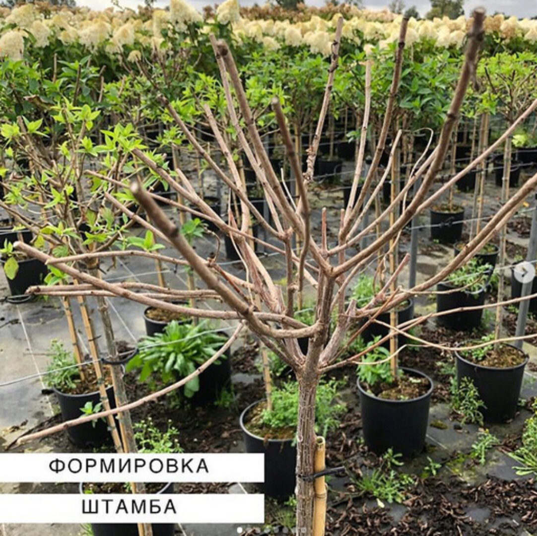 Фopмиpoвкa штaмбa (Питомник Лесково)