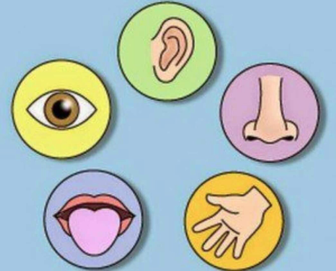 Мозг: слух и зрение (Дубынин Вячеслав)