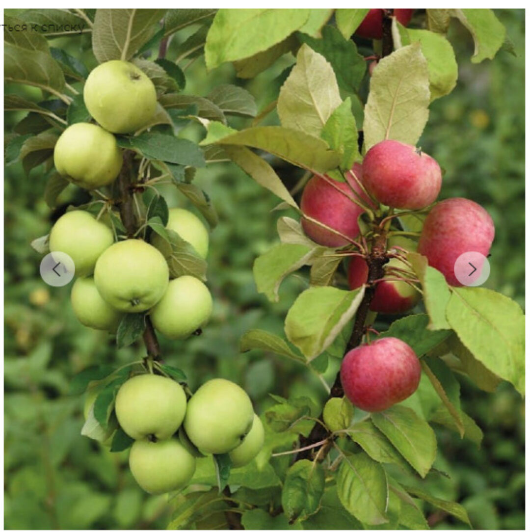 Прививки растений. Тариф -  Без домашнего задания (Ольга Борисова, Кристианна Виниченко)