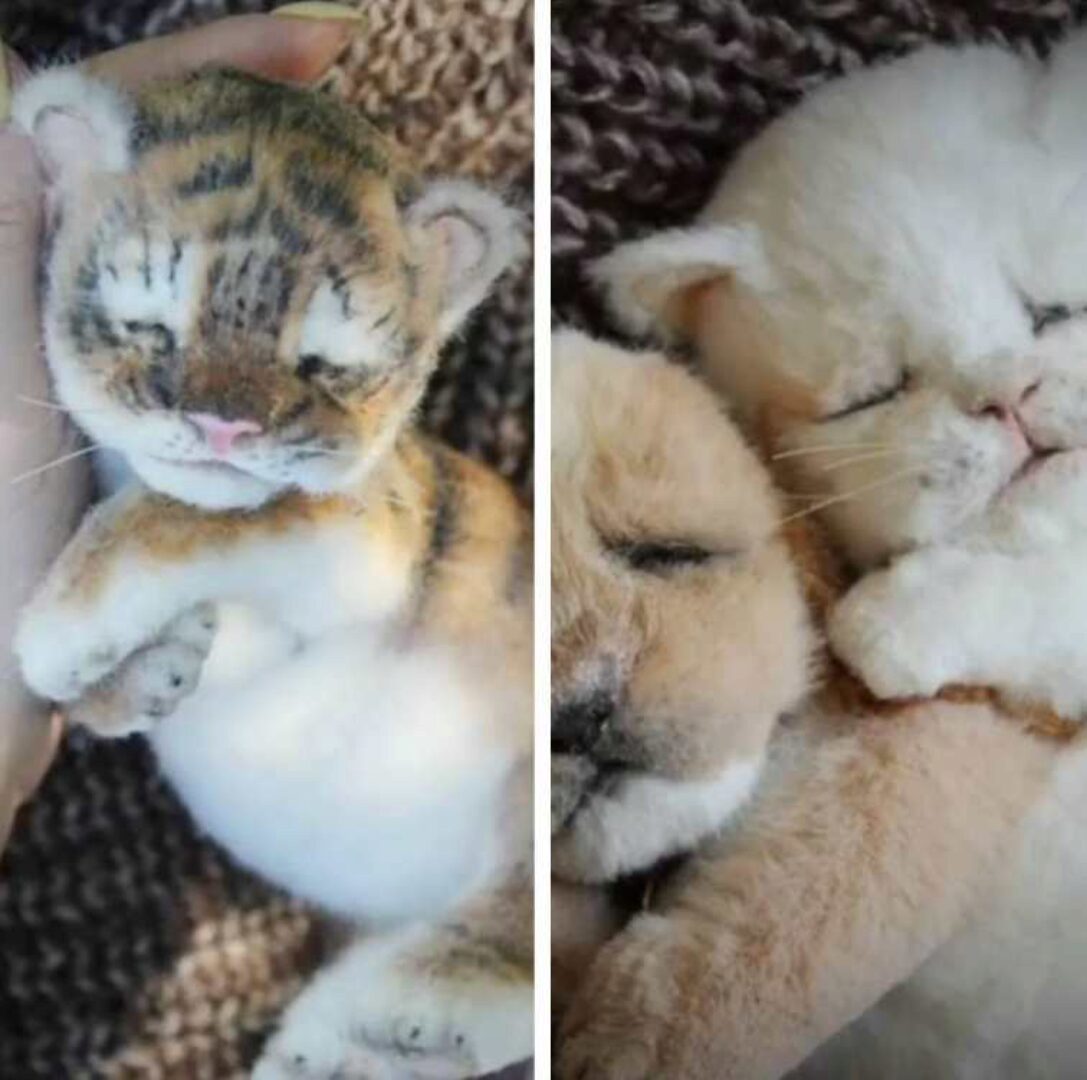 Три малыша (Валентиновна Крижановская)