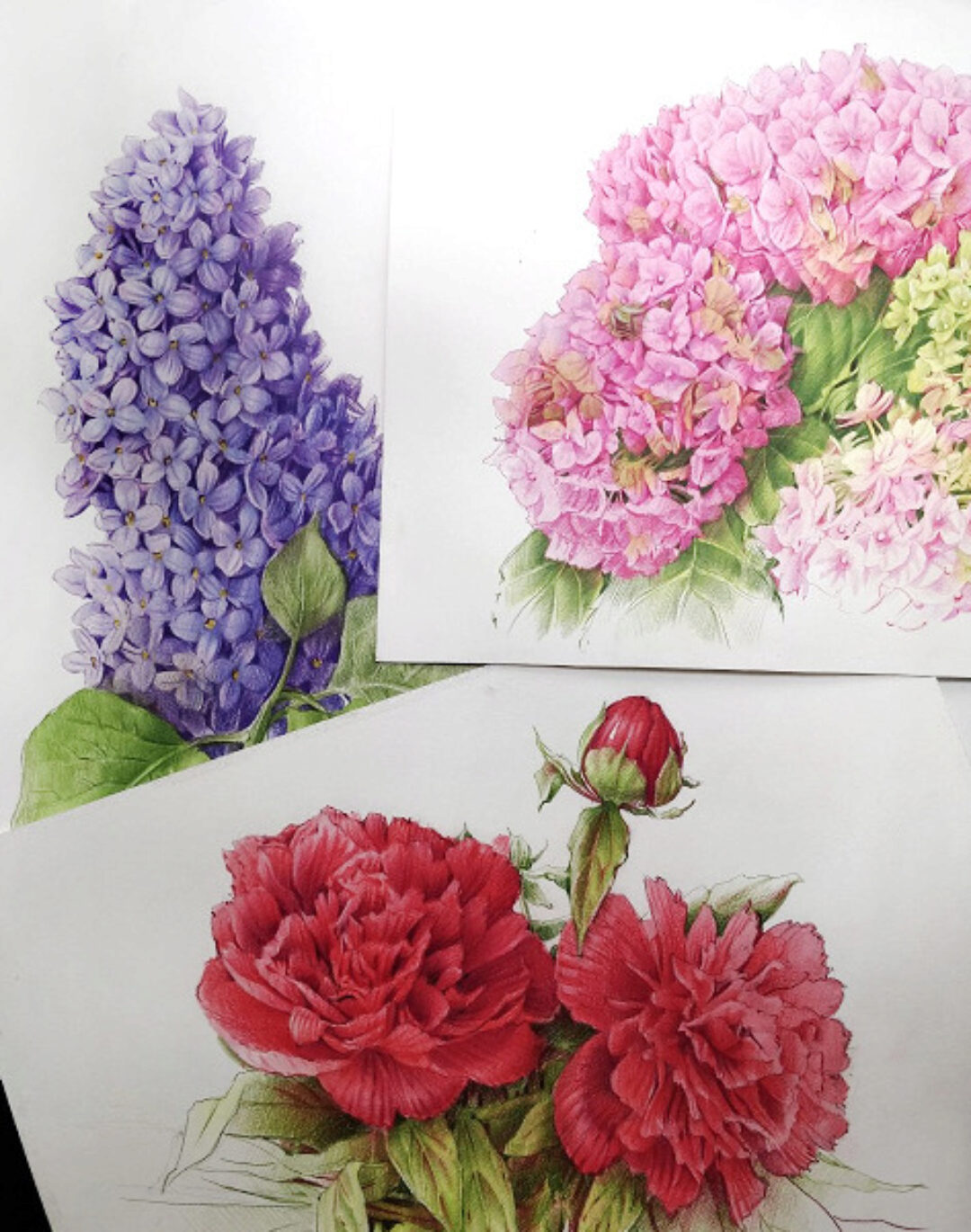 Цветы цветными карандашами (Евгения Щеглова)