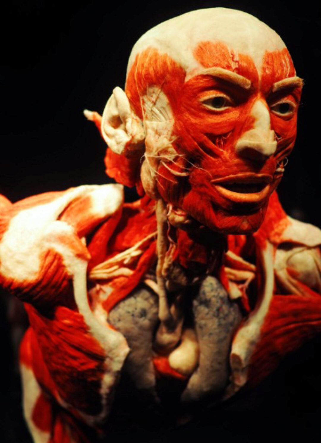 Функциональная прикладная анатомия (Алексей Федоров)