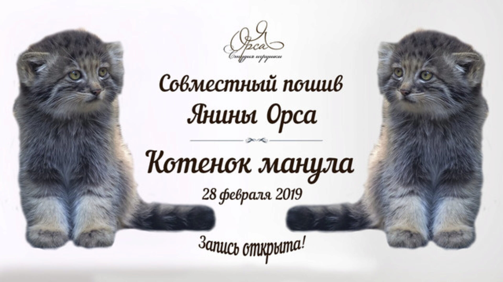 Совместный пошив «Котенок манула» (Янина Орса)