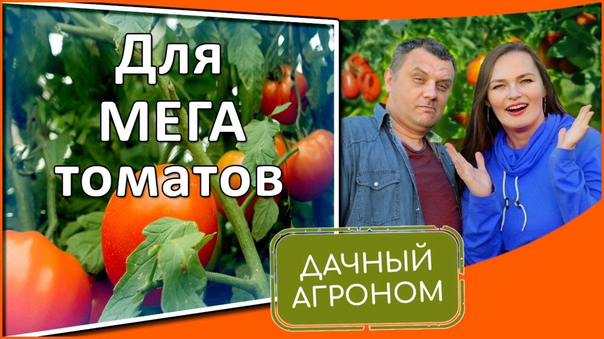 [Дачный агроном] Томатный Курс