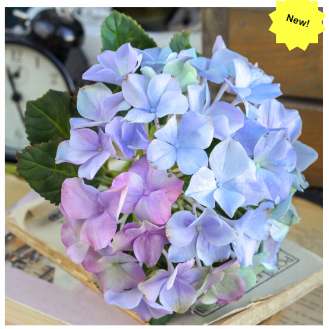 Гортензия (Татьяна Кононова)