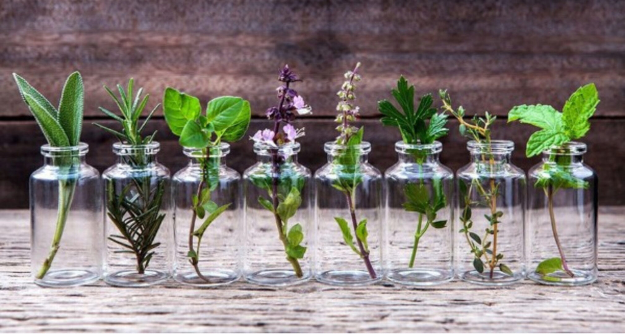 Абсолютная инструкция использования эфирных масел (Мария Катина)