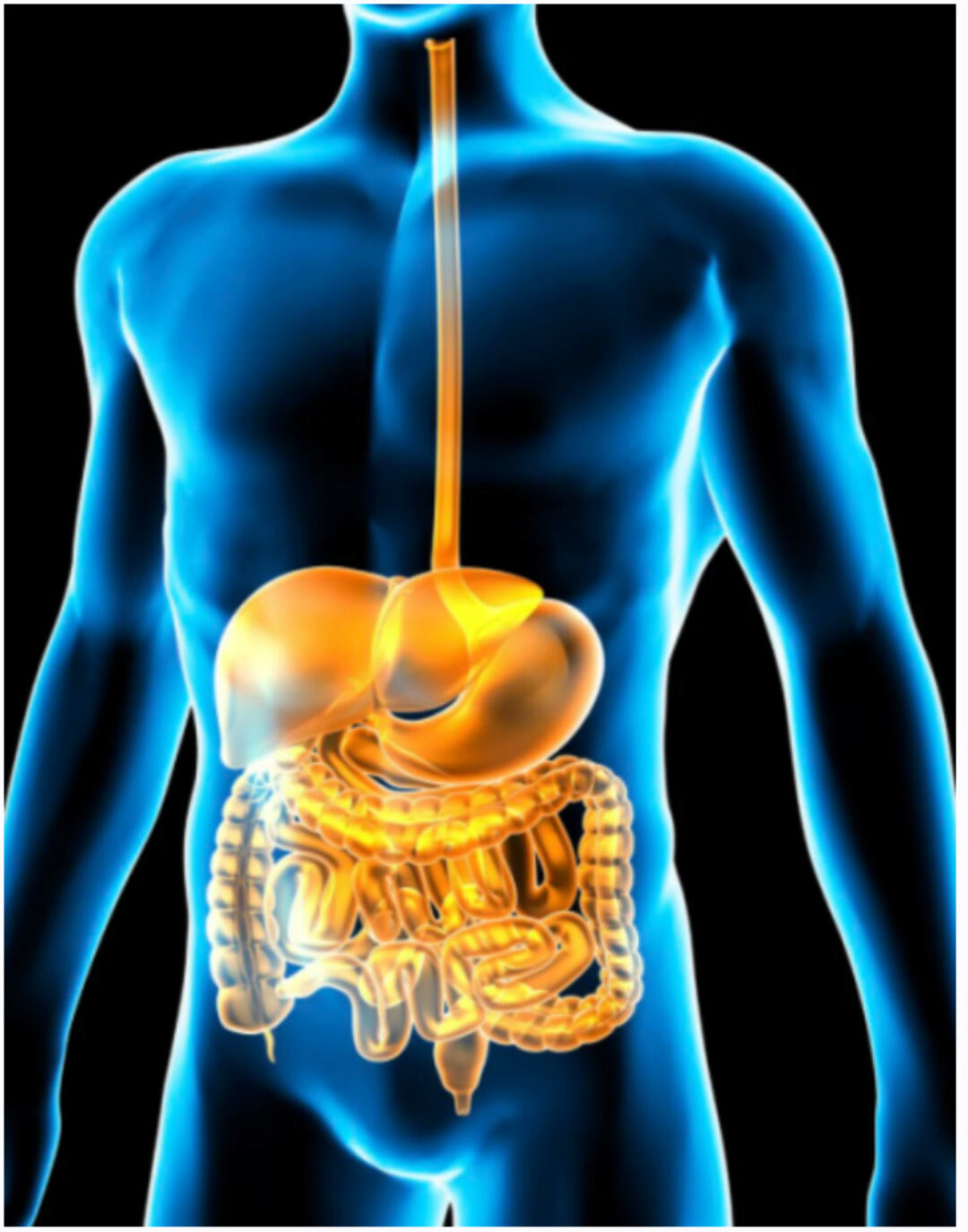 [Sigh Energy] Коды пищеварительной системы. The Digestive System codes Powerful Plus +11x (Extra Strong)