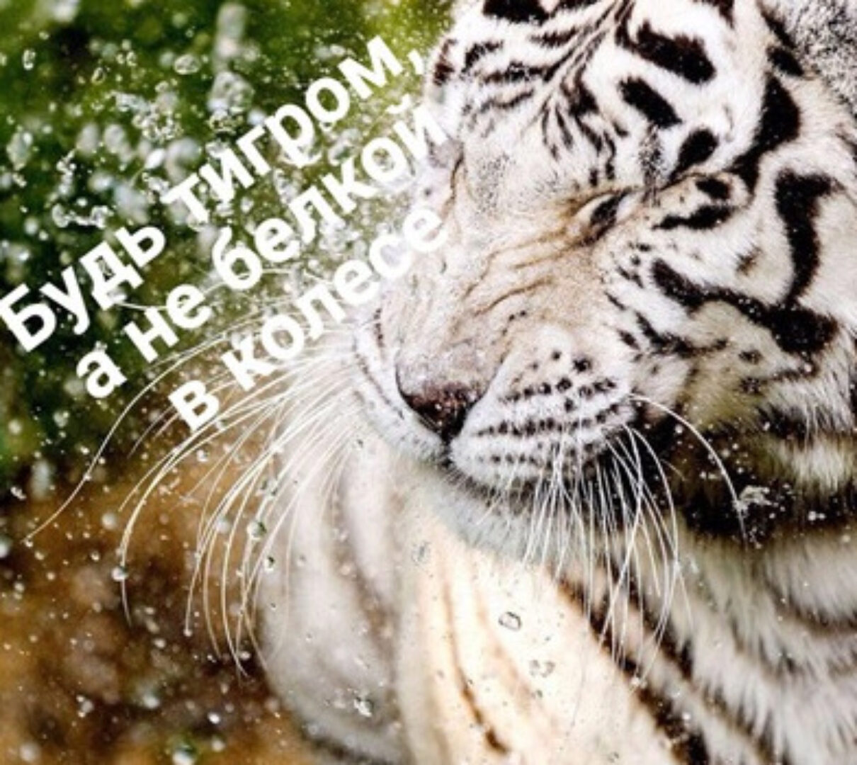 Марафон Исполнение желаний за 180 дней (Нико Бауман)