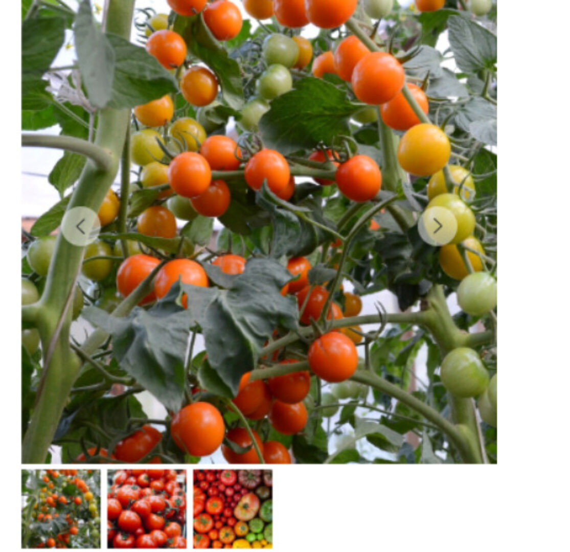 Мир томатов. Полный комплект (Кристианна Виниченко)