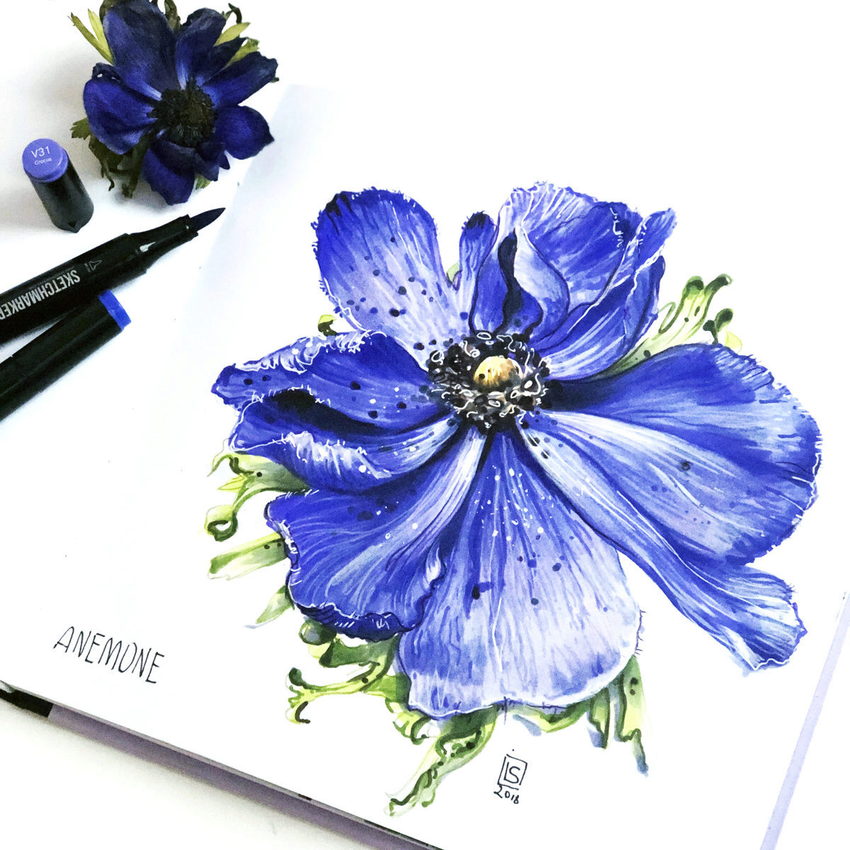 [sketchanddraw.ru] Ботаническая иллюстрация маркерами (Ирина Шельменко)