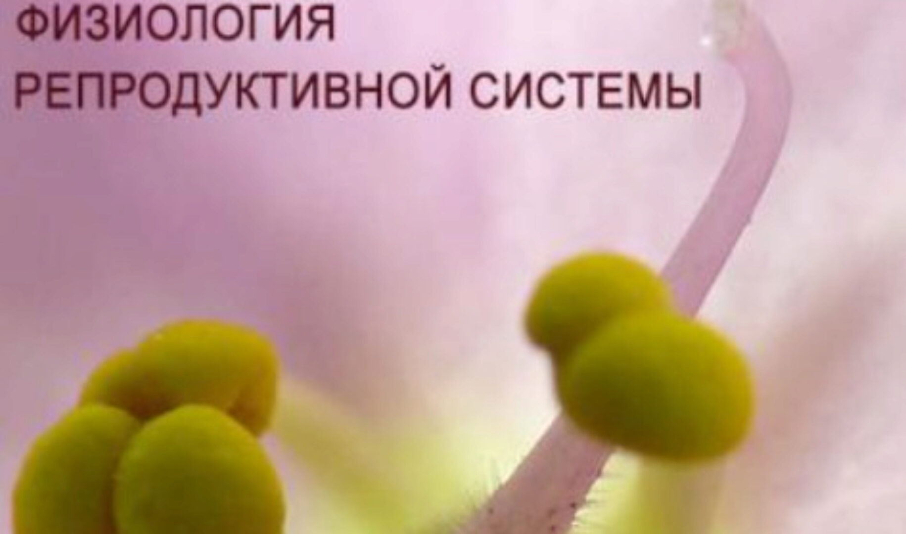 Физиология. Репродуктивная система (Анастасия Семко)