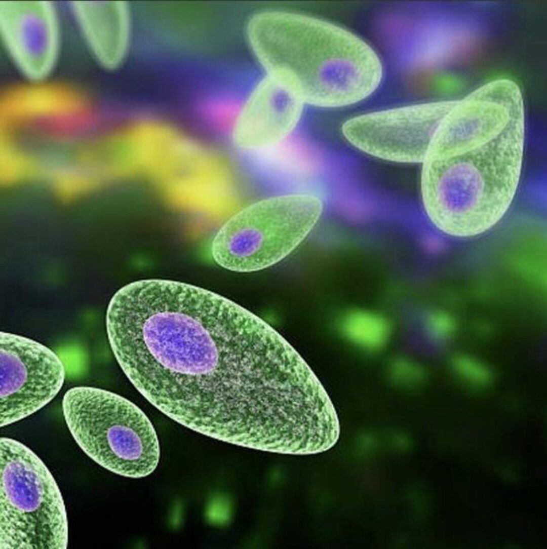 Паразитоз (Елена Чунаева)