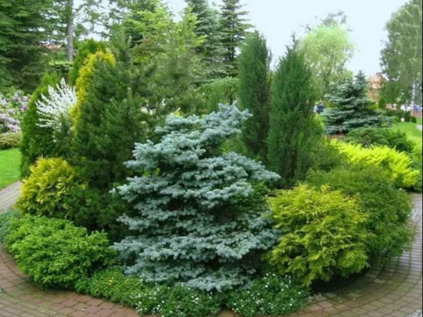 Питомник вечнозеленых и декоративных растений своими руками (Елена Письмак)