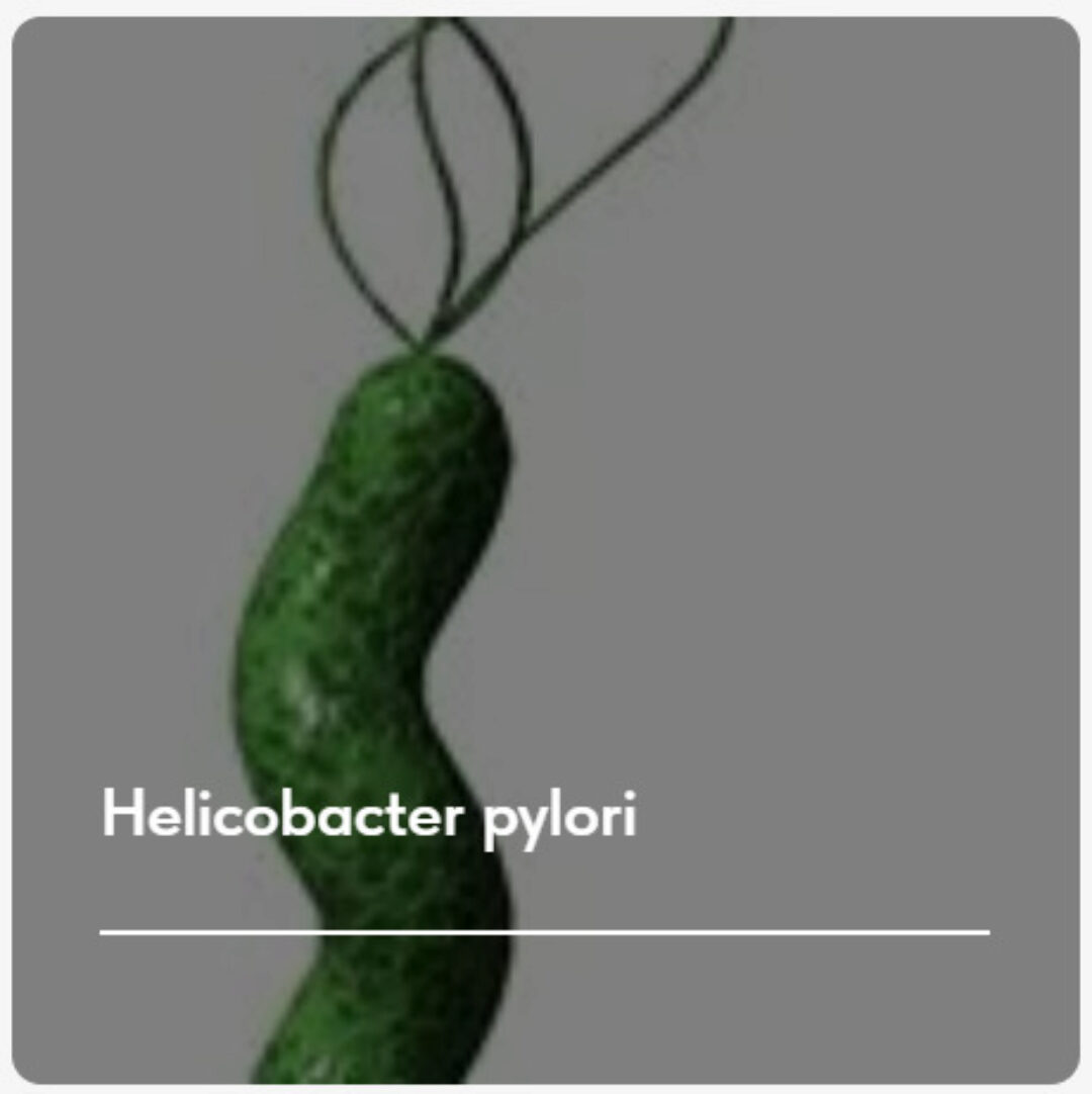 Лечебный протокол Helicobacter pylori. Тариф Без обратной связи (Елена Ержанова)