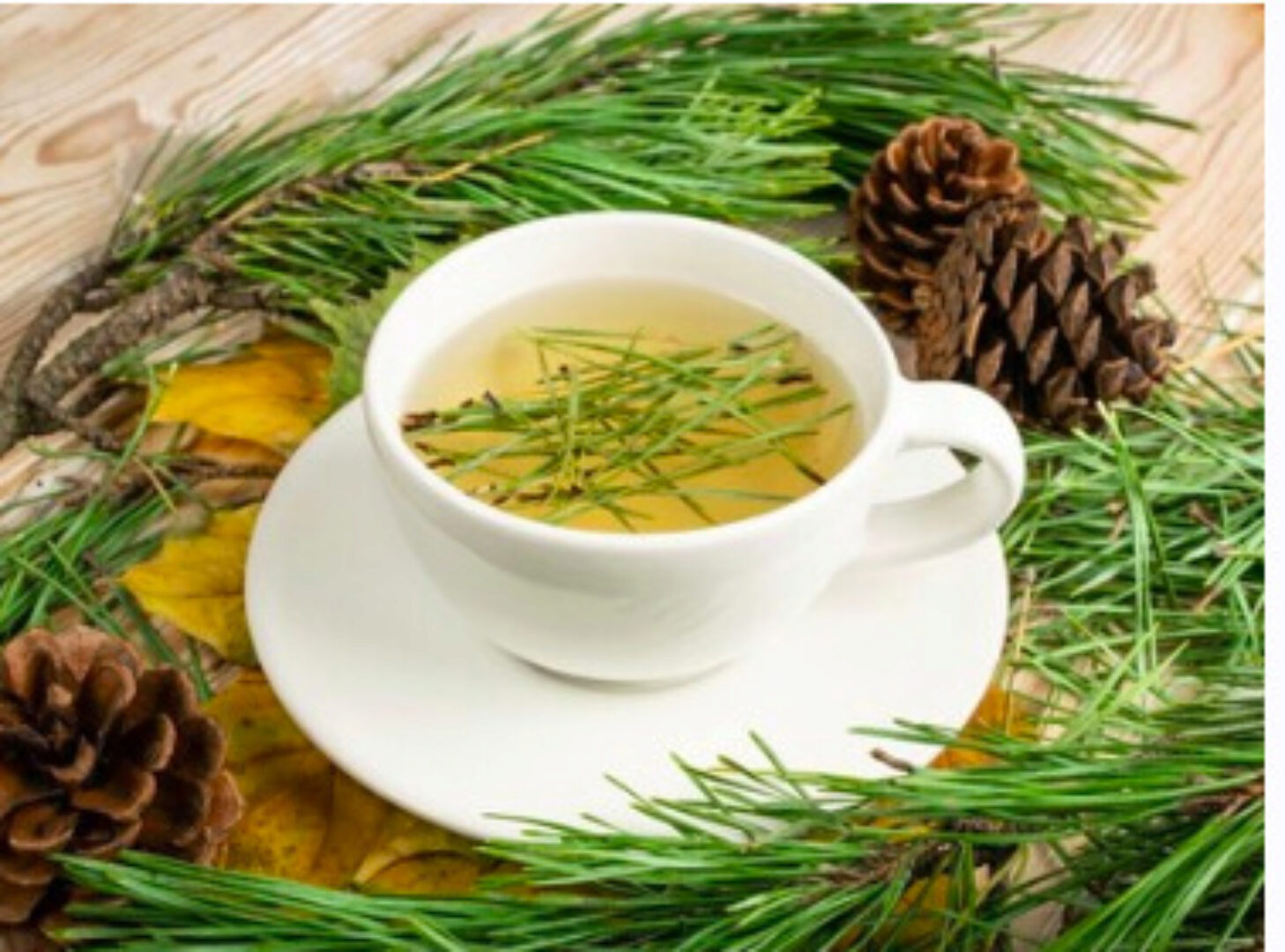 Приготовление чайных напитков из свежих дикорастущих трав (Сергей Апполонов)