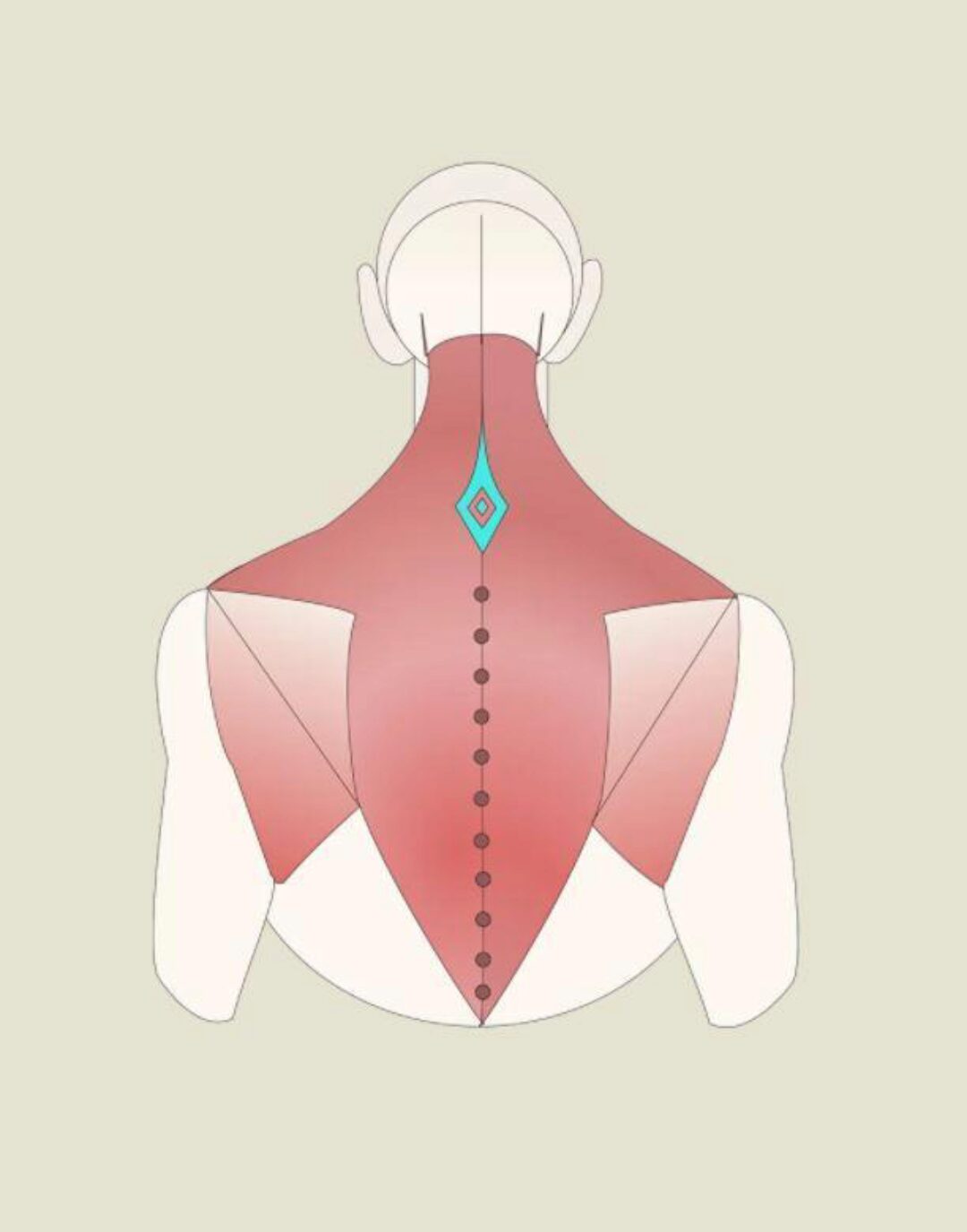 [МГХПА] Мышцы торса (Александр Рыжкин)