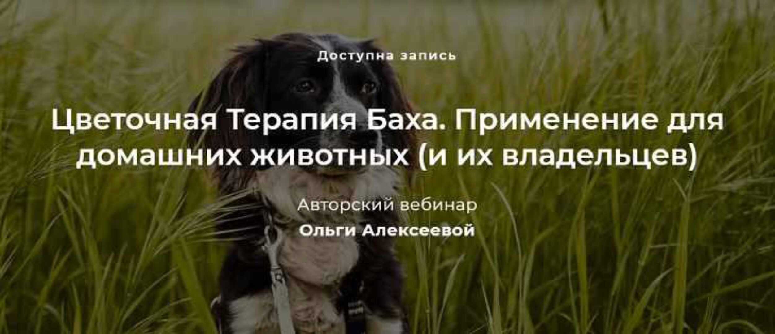 Цветочная Терапия Баха. Применение для домашних животных (и их владельцев) (Ольга Алексеева)