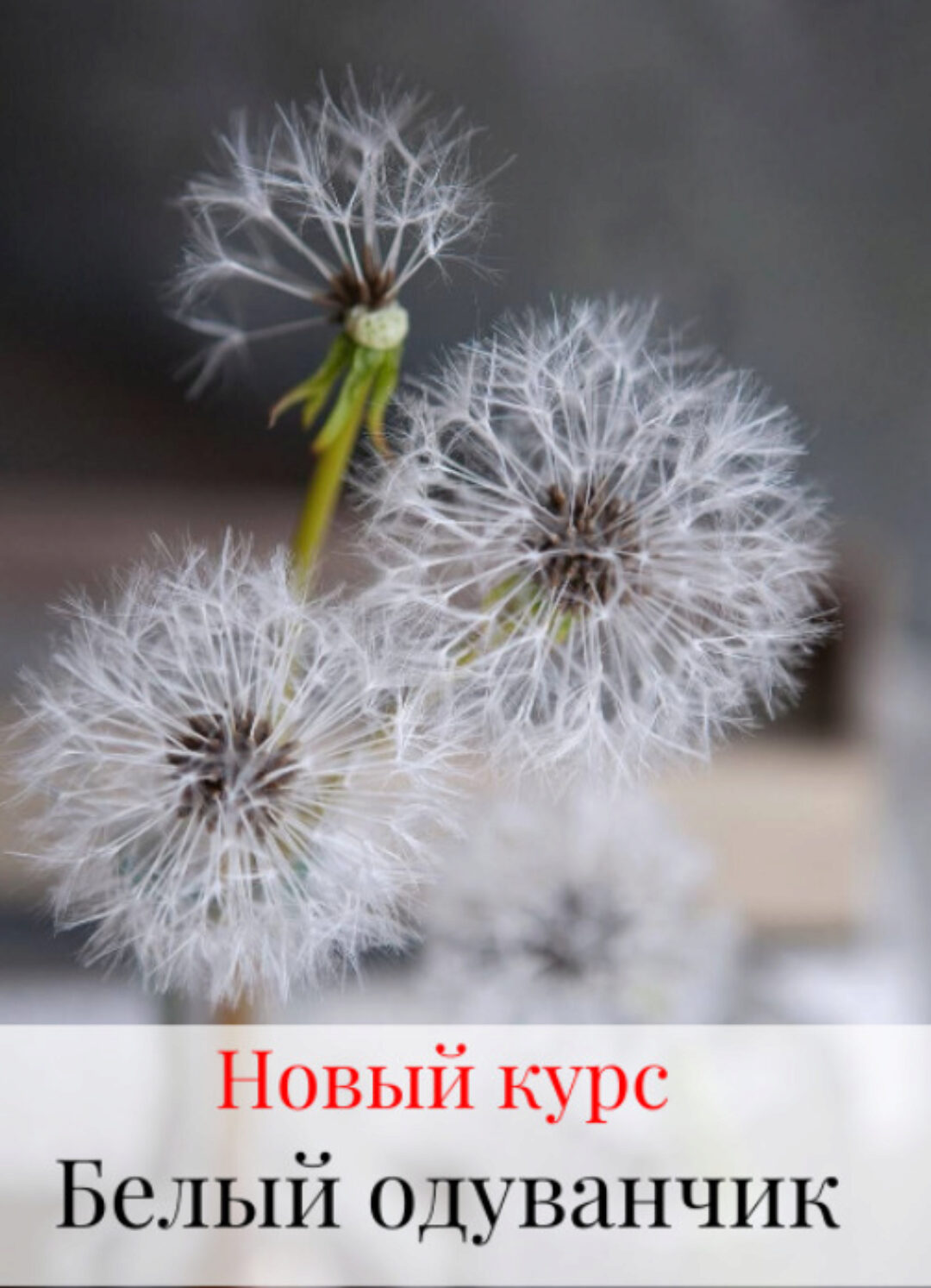 Белый одуванчик (Дина Косточка)