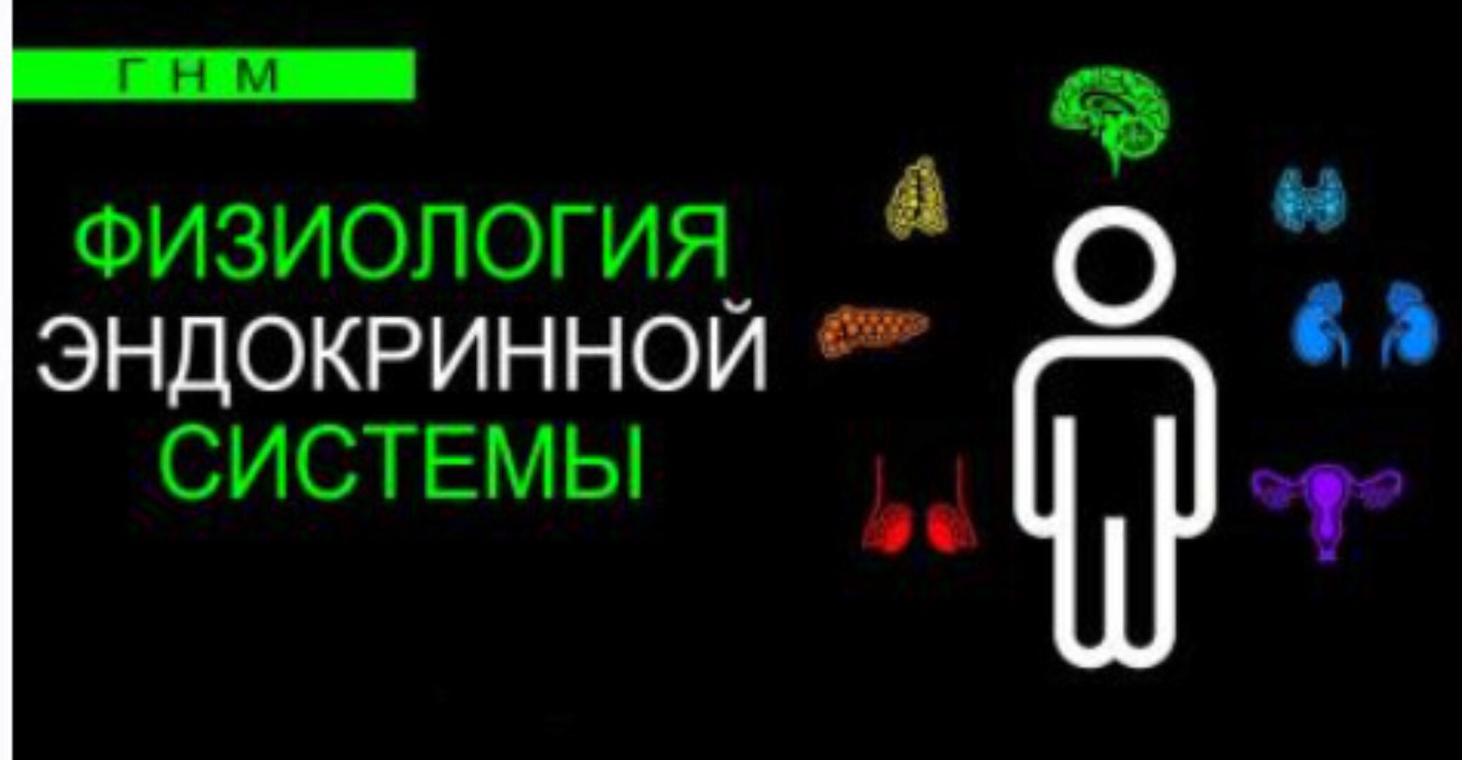 Физиология эндокринной системы. Щитовидная железа (Анастасия Семко)