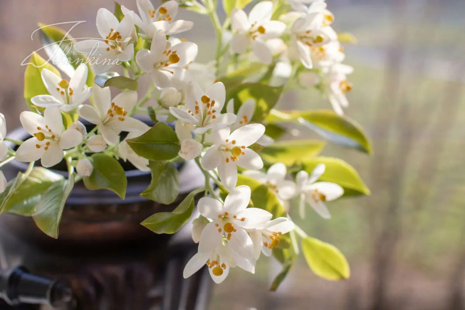 Цветы апельсина (Наталья Желонкина)