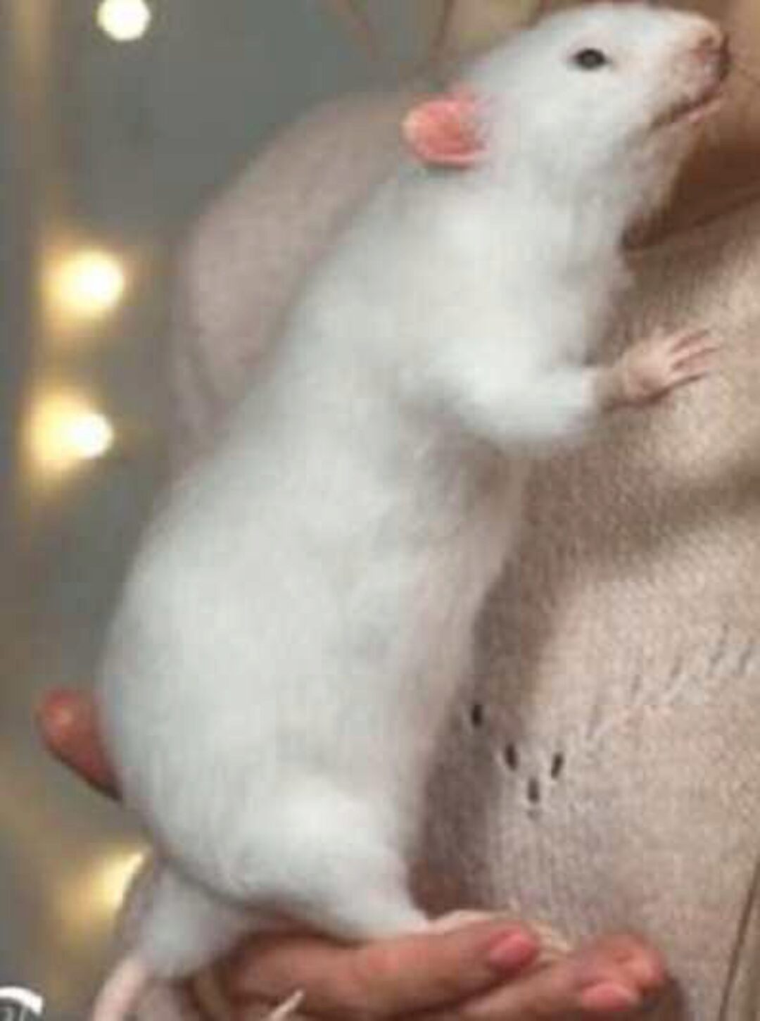 [katerinasosina] Реалистичная крыса из шерсти (Катерина Сосина)