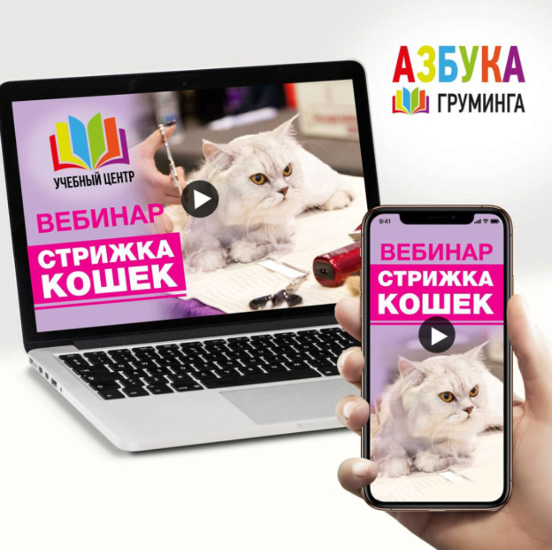 [Азбука Груминга] Стрижка кошек (Дарья Казимова, Ксения Селезнева)