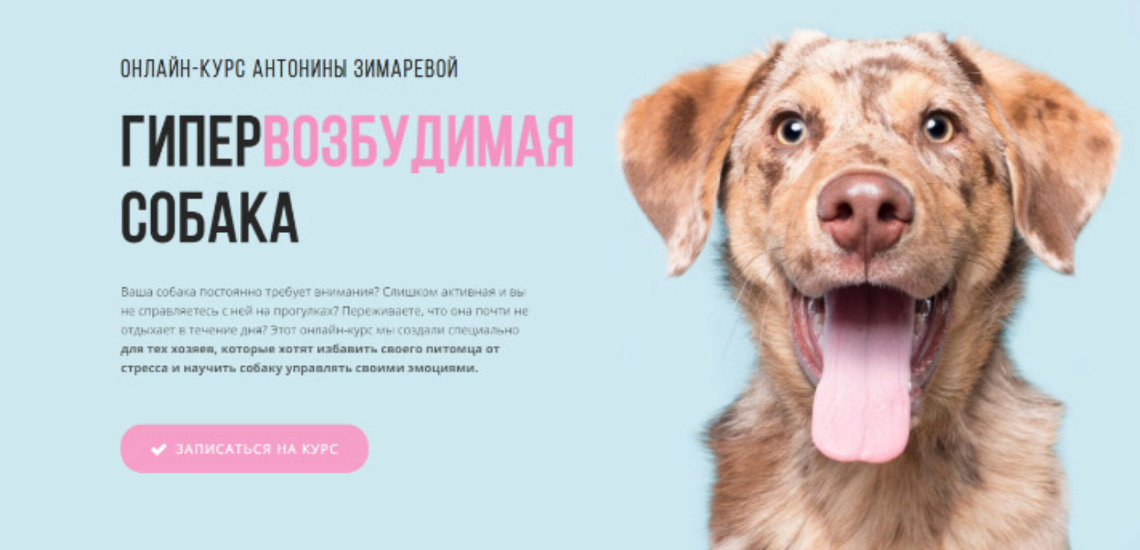 [kinologschool] Гипервозбудимая собака. Пакет Самостоятельный (Антонина Зимарева)