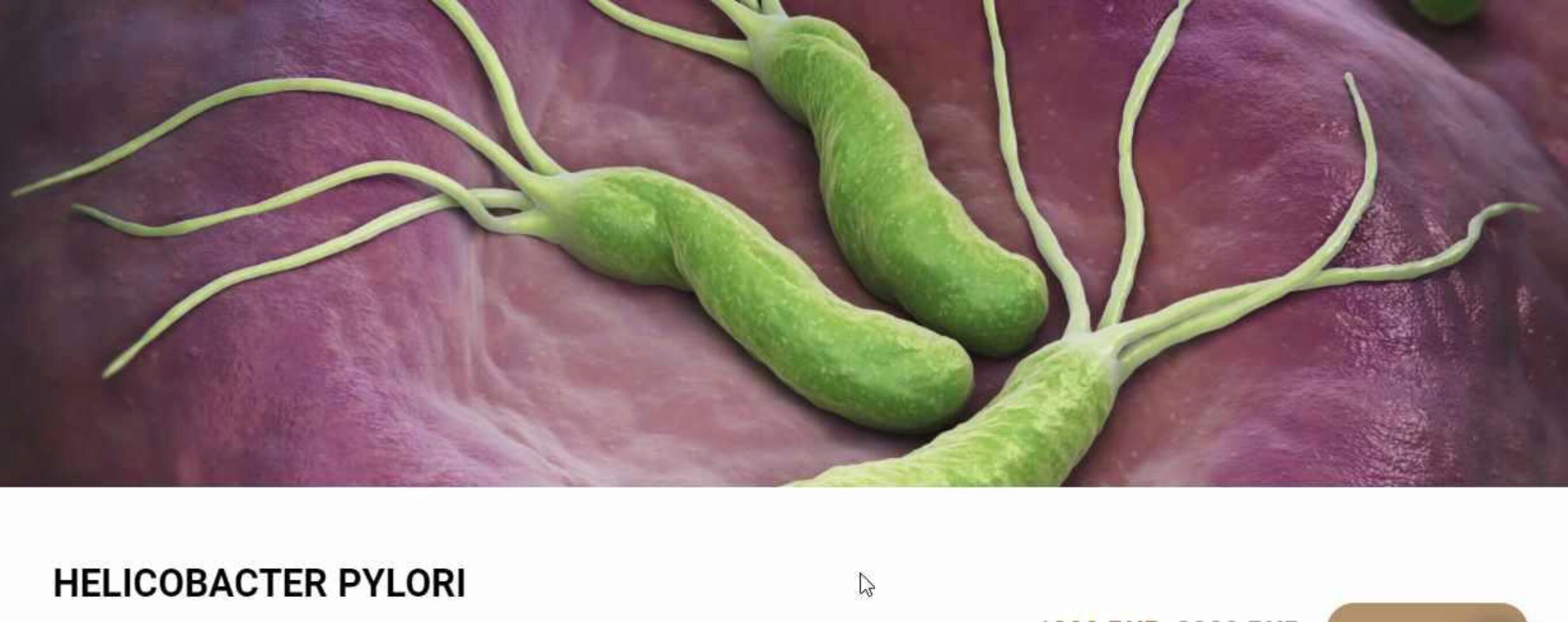 [Healthy school] Helicobacter pylory (Валентина Скороход)