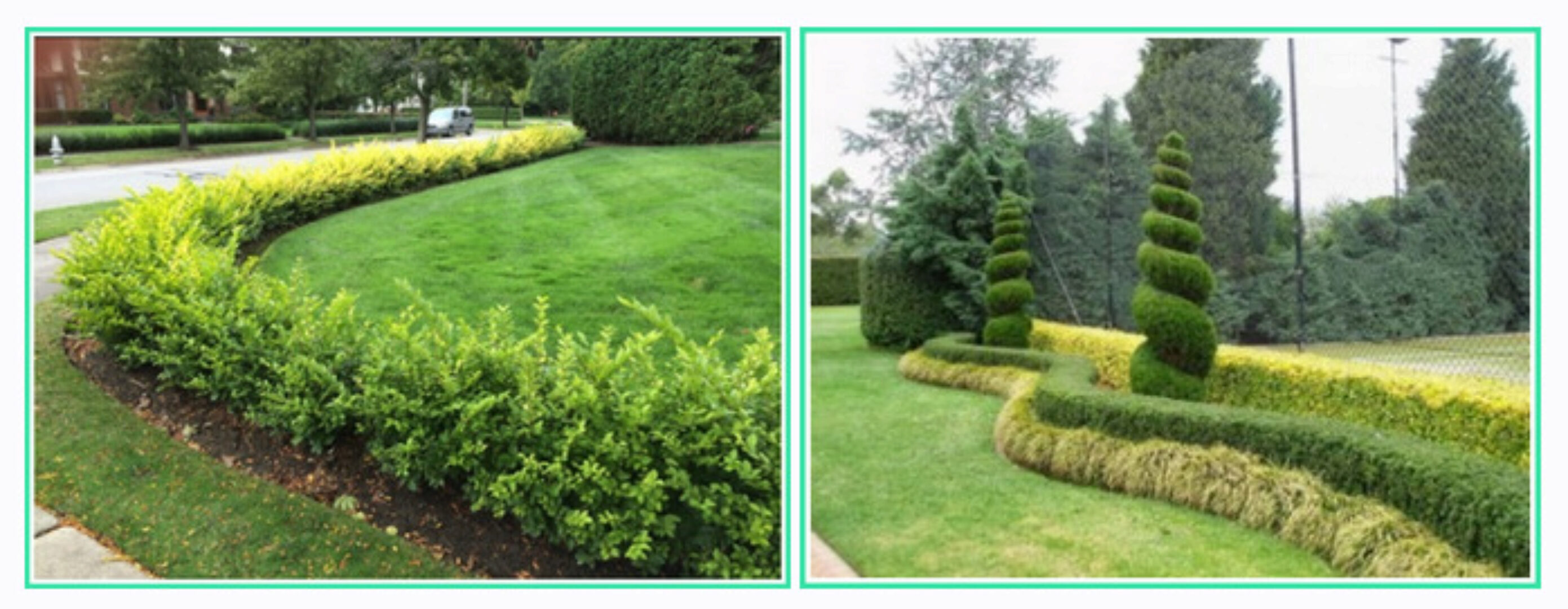 Секреты живых изгородей (Александр Сапелин)